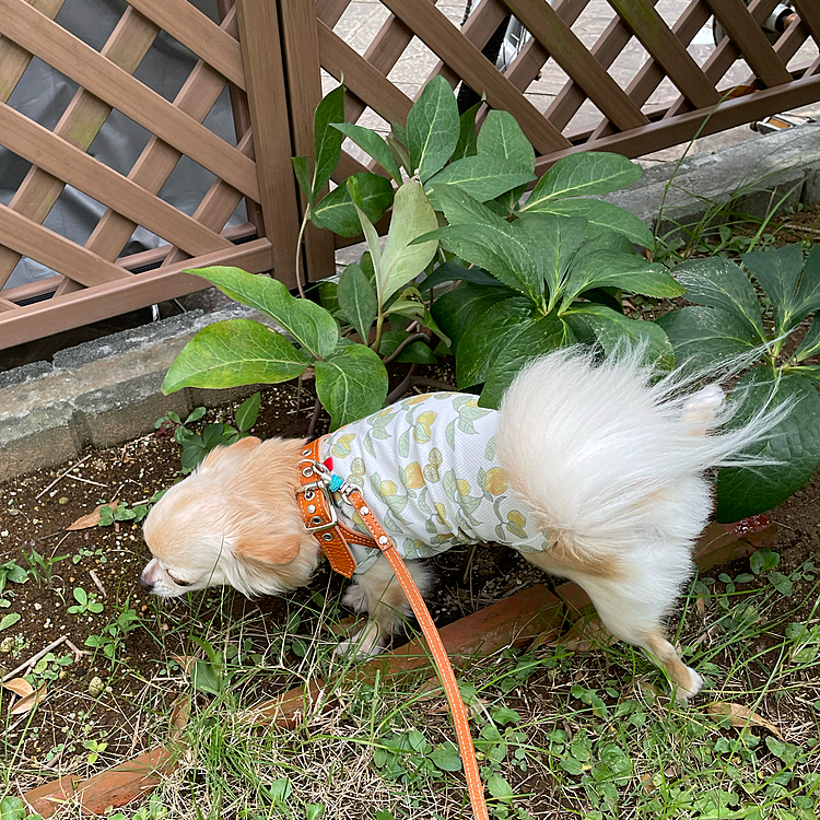 まだ暑いので庭でチッチ、頑張って足を高く上げてます🐶
今日と明日はお休みなのでまったり過ごしてます😊