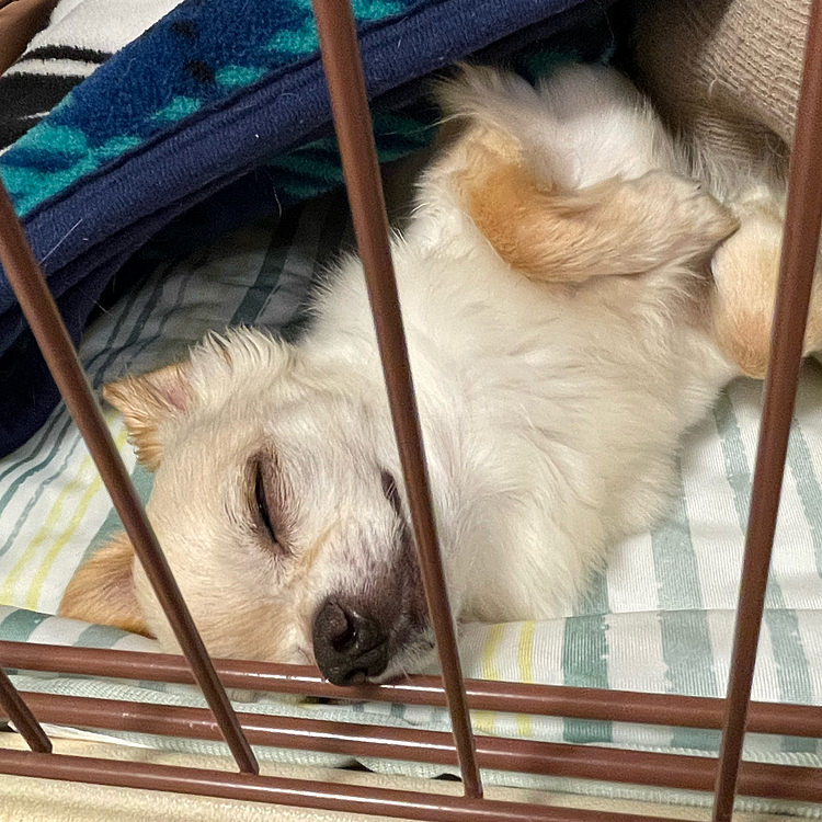 寝顔を見てるだけで癒されます😆😆
最近、何もない所をじっと見てしっぽを丸めて不安そうにしたりしてます💦何か見えてるのかなぁ？
夏バテなのかいつもより落ち着いてるような気もするし💦でもお散歩の時は元気で食欲もあります。心配なので気をつけて様子をみてます😊