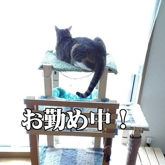 にゃるそっく警備しとるねん！