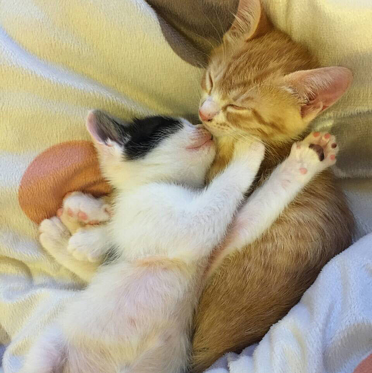 子猫の頃のゆずごま