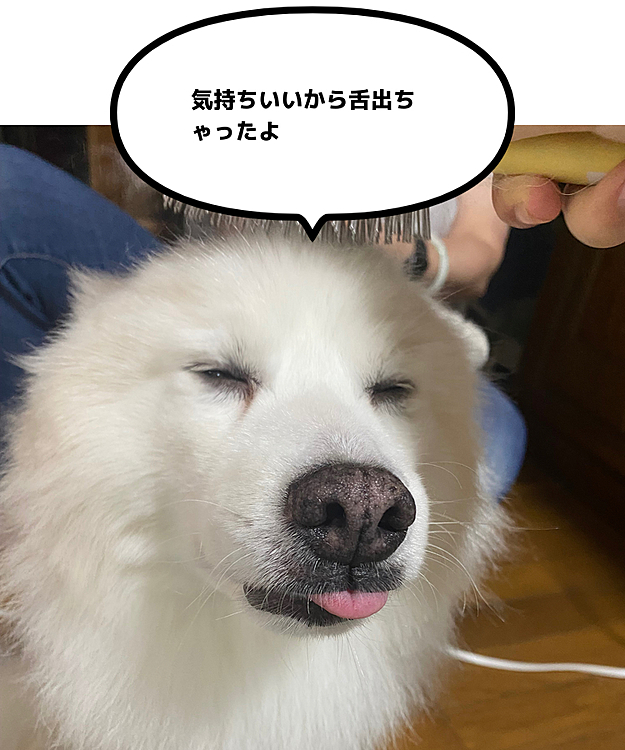 ブラッシングしていたらこうなった😅
もうすぐ10歳のミロたんです