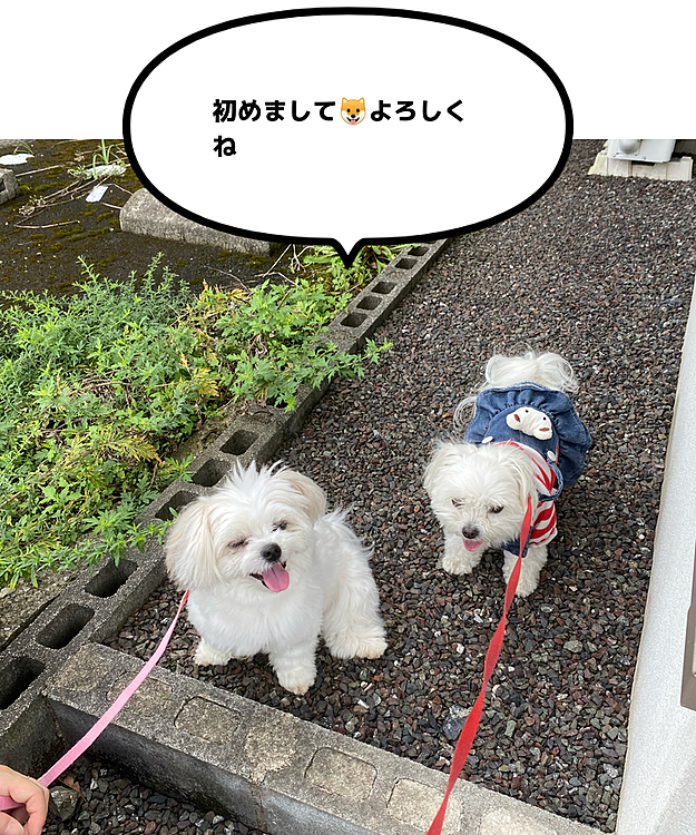 初顔合わせのモモちゃんとココ