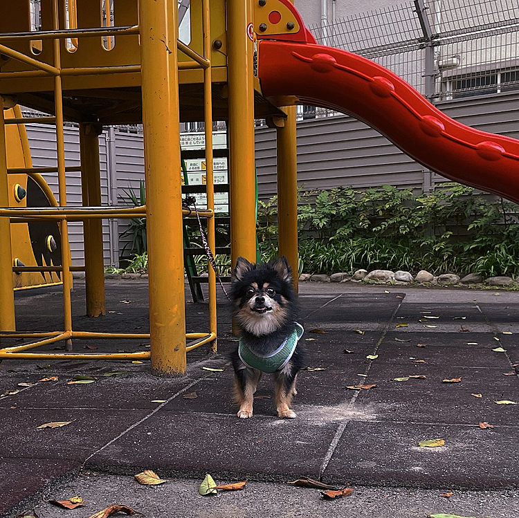 今日は仕事が早く終わったので
ロング散歩へ🐯♪

いっぱい歩きました🐾
オトモダチも沢山会えて、とらくんラッキー🎶

