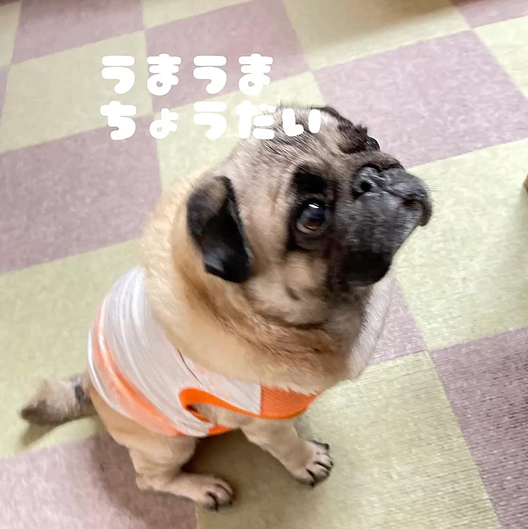 ママさんが食べてるヨーグルトにも熱い視線🐶