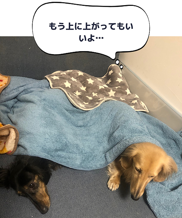 まだ眠くない時はトコトコついてきますが、眠い時はもう動きません(^^) このまま電気を消して「また明日ね〜おやすみ〜」と就寝💤