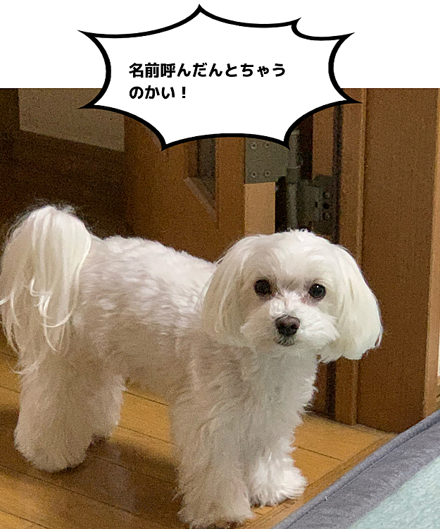 別の部屋でマッタリしてた蘭丸さん。
特に用事ないけど呼んでみたら、
文句ありそうな表情で
ガン見されたママでした😱