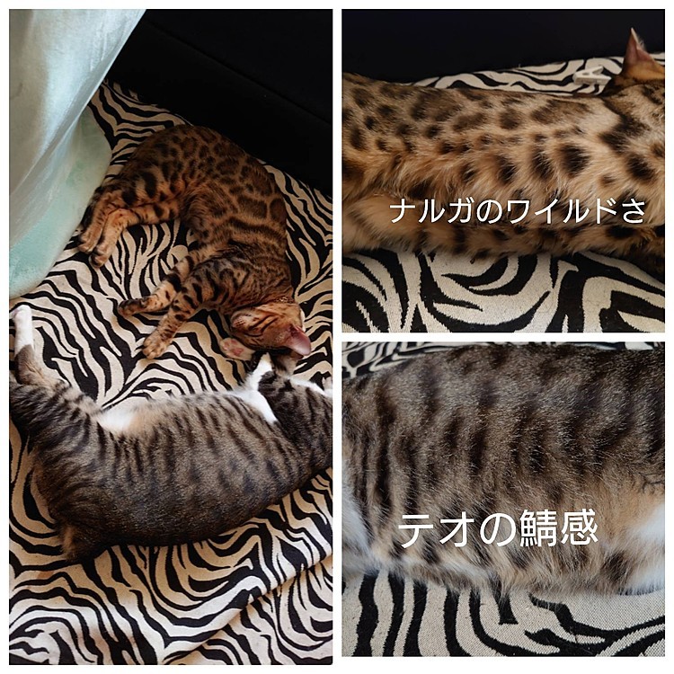 ゼブラ柄🦓のカーペットでお昼寝中のふたり
背景がワイルドなせいか、毛の模様が際立つますな～
ワイルド感漂うナルガ🐆
お腹のふくらみのせいか鯖🐟感出てるテオ😂