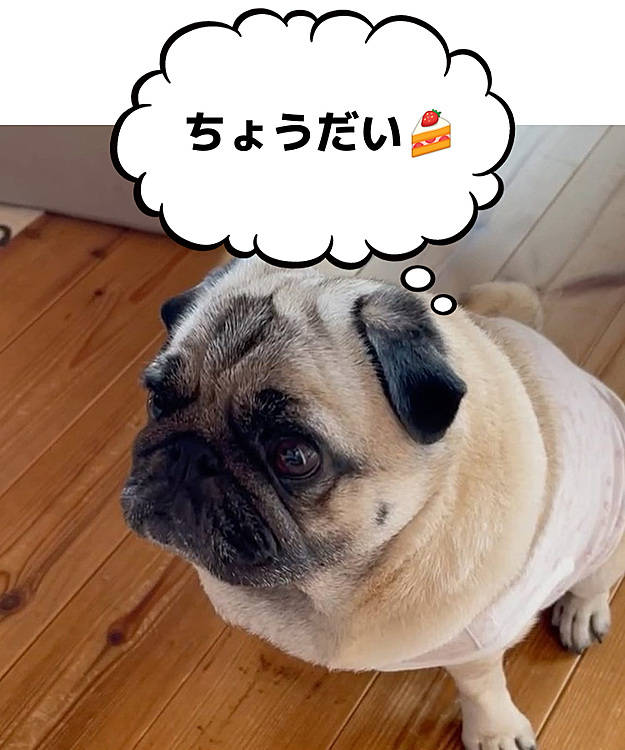 いつもの熱い視線でおねだりです👀