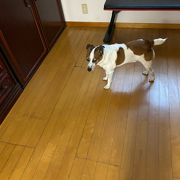 雷が激しく鳴る中、なんとか私をプールへいざなおうと必死のタイガー。二階迄ついてきて掃除している側で待機❗️