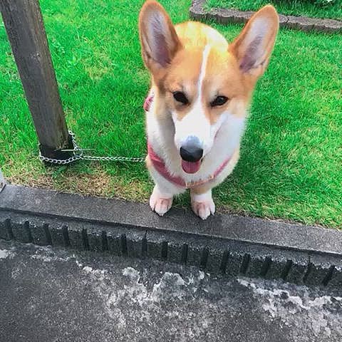 前にリードを噛みちぎって脱走してるので、鎖のリードを使いました。
これなら安心。
昔のワンコはみーーーんなこのリードだったよね😃今でも売ってるんだね😃