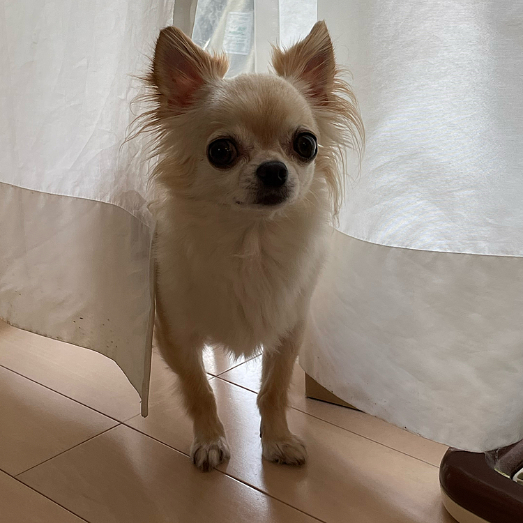 ずっと外を見ていました👀
そろそろお散歩に行こうか〜😊