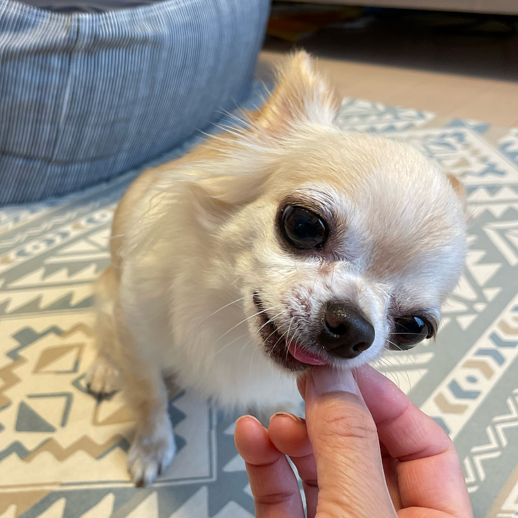 🆗がでたのでムシャムシャ🐶
美味しいね〜😊