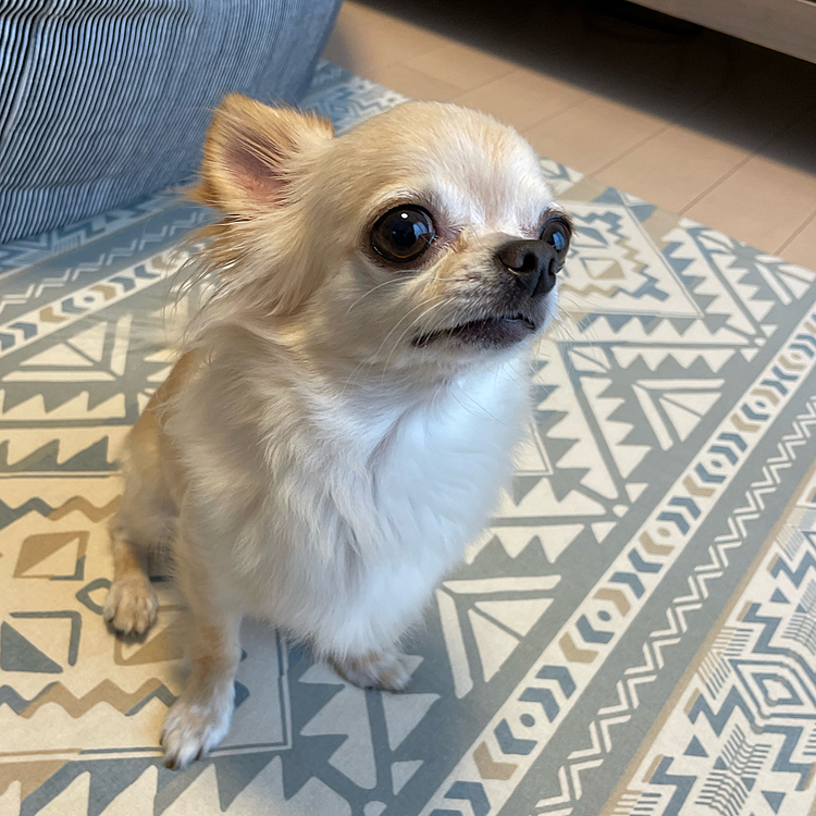 もっと食べたいなぁ〜おかわりください🐶
ウルウルお目目でアピールです🤣🤣
ママは可愛くてあげちゃいました🥰