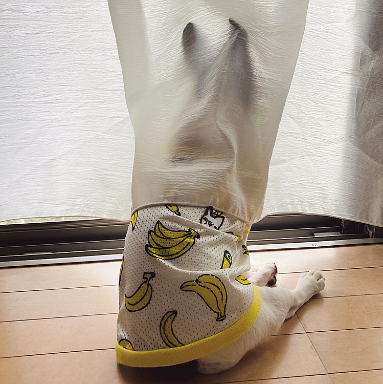 網戸に張り付くカーテン🍃
動じないおんちゃん笑笑