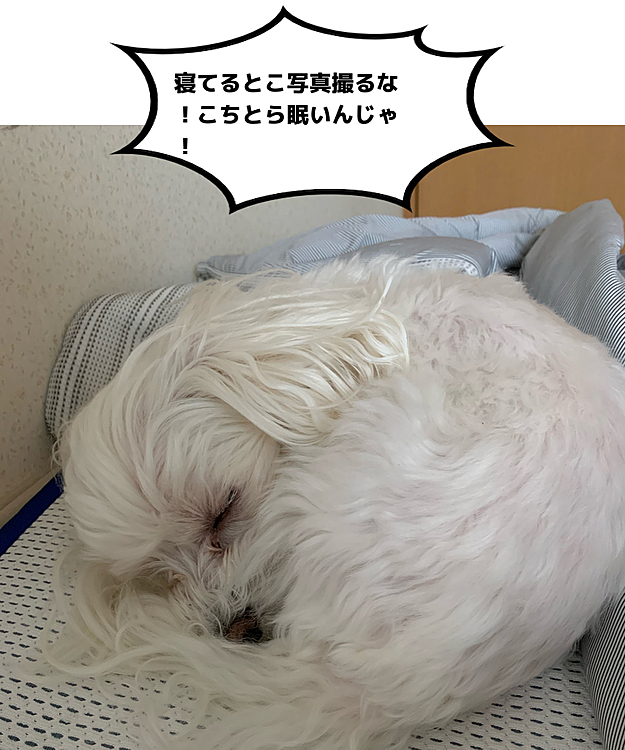 毎朝5時起きで、パパがバタバタ支度してても
ご覧の通り爆睡蘭丸さん。
今日は私が4:30に起きちゃって
バタバタしたもんだから
蘭丸起きるかな？と思ったけど
ご覧の通り(笑)
早朝からゴメンね、蘭丸。