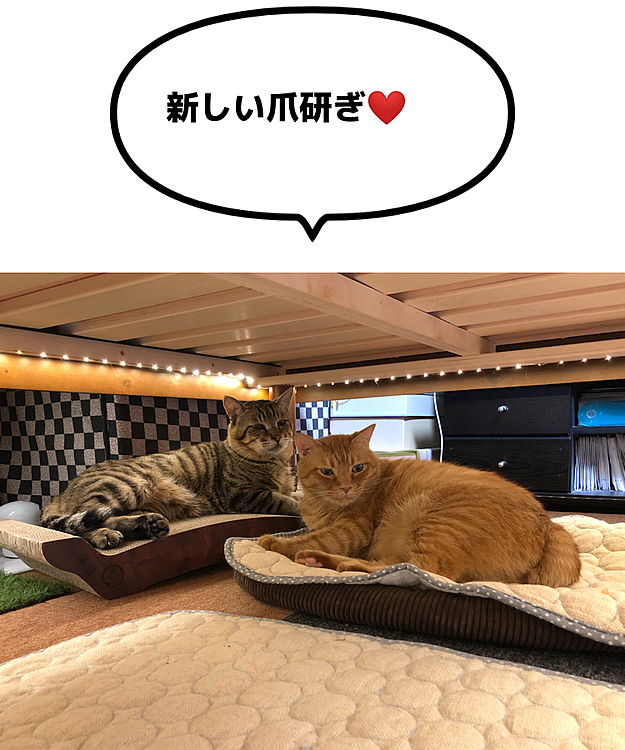 Max&Kittyの投稿