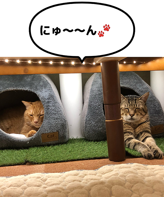 Max&Kittyの投稿