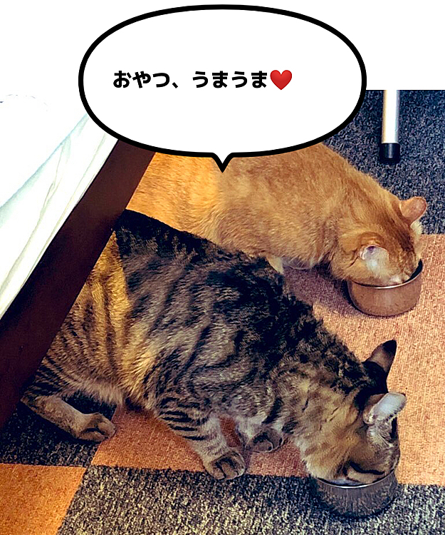 Max&Kittyの投稿