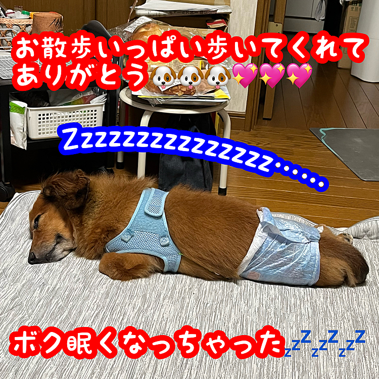 カワイイね～💖今日もいっぱいお散歩したもんね🥰💖
来週いっぱい過ぎたら連休バンバン来るからいっぱいお出掛けしようね🤗🤗🤗