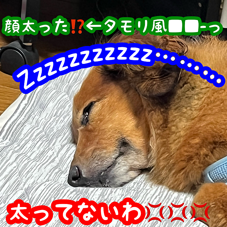 よくよく顔をアップで写したら……太ってないわ💢🐶←先にココ🐶に噛み付かれた💦💦💦(笑)