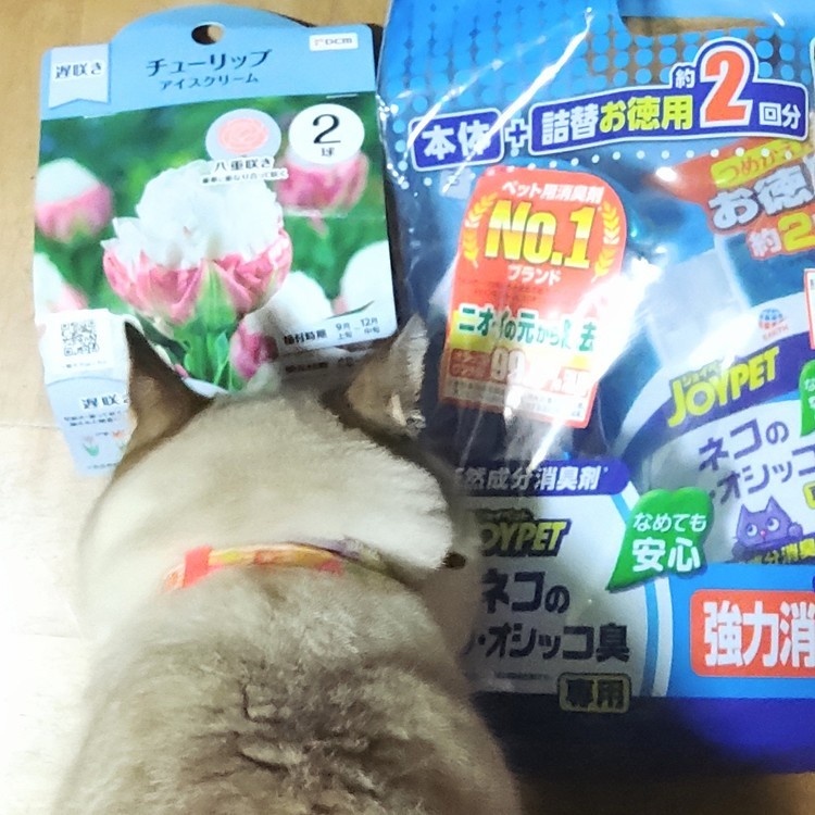 来年の為に買ってきたチューリップの球根に、興味津々な、しーちゃん。
確か、チューリップも、猫さんには危険★と聞いたので、慌てて退かしました(^^;