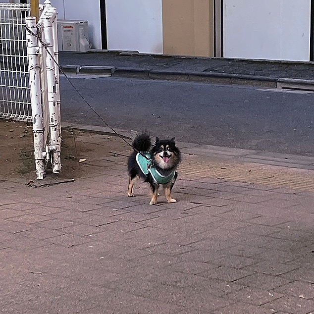 遠目からとらくん🐯🔆笑

いい笑顔してます😂
お散歩が楽しいんだね😊♪

明日は朝から家族で先月亡くなったおばあちゃんの納骨に行くので
ちょっと長めのお留守番が予想されます💦

それを見越してロング散歩😊🐾

