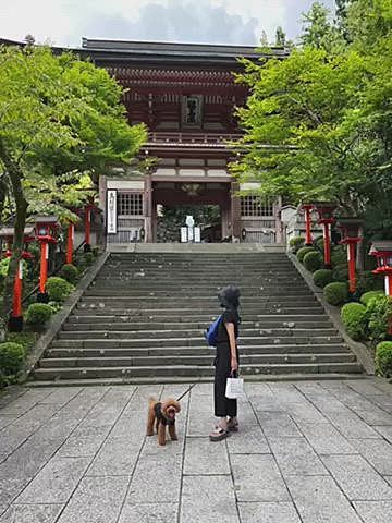 その後は鞍馬寺へ👺
本堂までケーブルカーもありますが🐶は🆖なので30分ほどかけて登ります😅
相変わらずハッピーが先導です🐾
私達はヘロヘロで何度も休憩しながらゆっくりと登りましたが汗だく🥵
本堂は🐶🆖なので交代でお参りです🙏
そして本堂前にあるこの場所、パワースポットだったと記念撮影したけどどうやらこの三角は踏んではいけないそうです😓