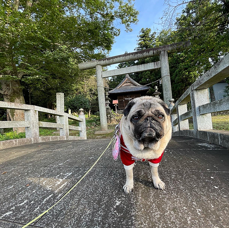 とうちゃんお休みの朝んぽ🎶
ノンビリ神社まで⛩