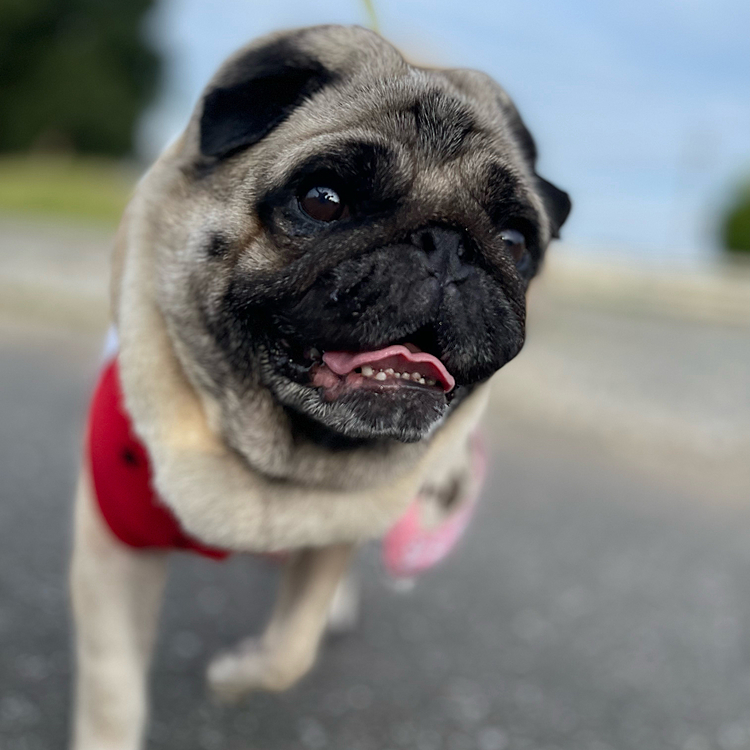 とうちゃん連休🎶
今日もお散歩いってきましたよ🐶