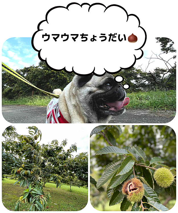 栗も色づき始めました🌰
秋の気配も感じますが‥
やっぱ暑い💦