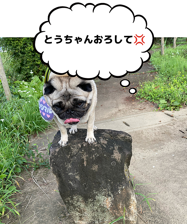 途中の公園の入り口で切り株チャレンジ