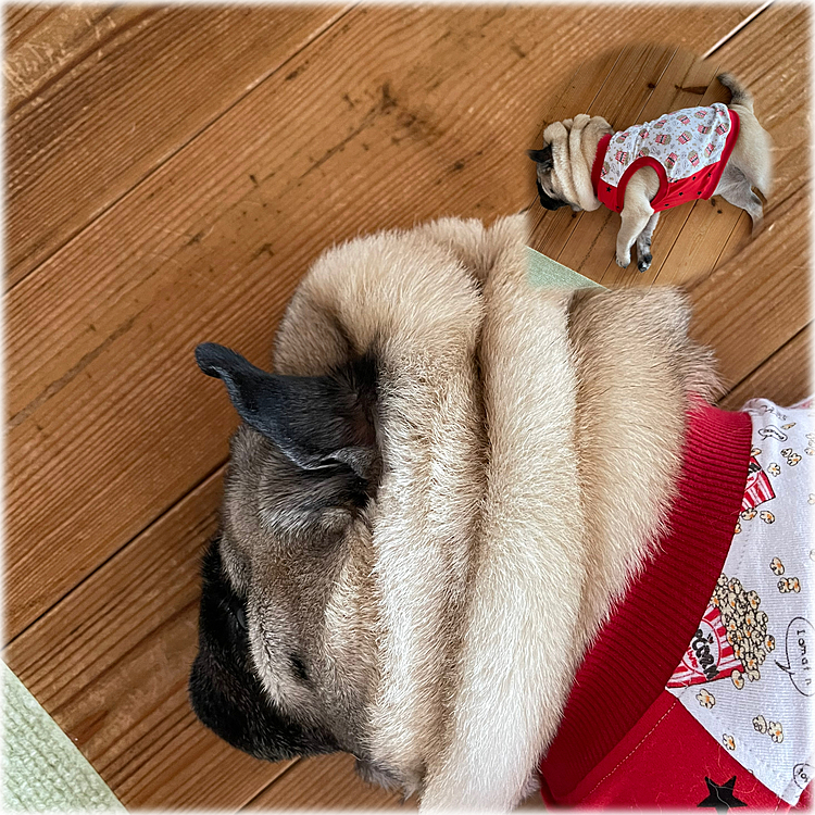 お散歩後はやっぱり落ちてます💤
首元のタプタプがすごいことに‥🤣🤣🤣