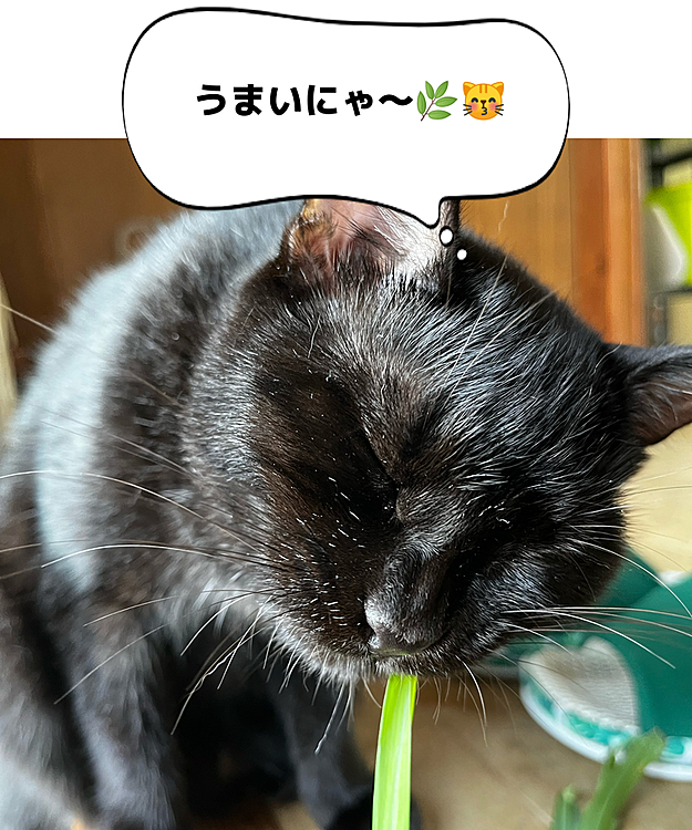 帰るといつも草をおねだりしてきます😋🌿
