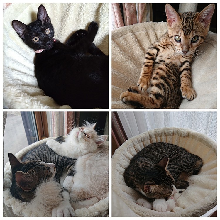 仔猫はこのハンモックおさまりが良いのか
兄ちゃんニャンコ達 仔猫時代は良くここで寝てました💤
そしてジジも気に入ってくれたみたい😊