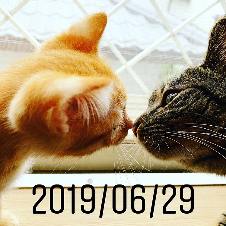 ミーコと３年暮らしてから迎え入れたボブが初めて挨拶を交わした日。
この日から２匹とのドタバタだけど楽しい日々が幕を開けました♡