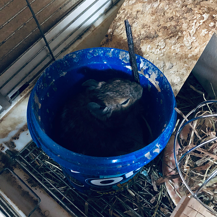 砂浴び用の砂の中でかじり木齧ってます