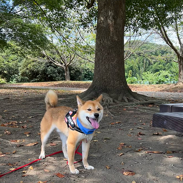 2022.09.16(金)
里山公園でお散歩😊
このところ近所のお散歩ばかりだったので広い公園は久しぶりです🌳

