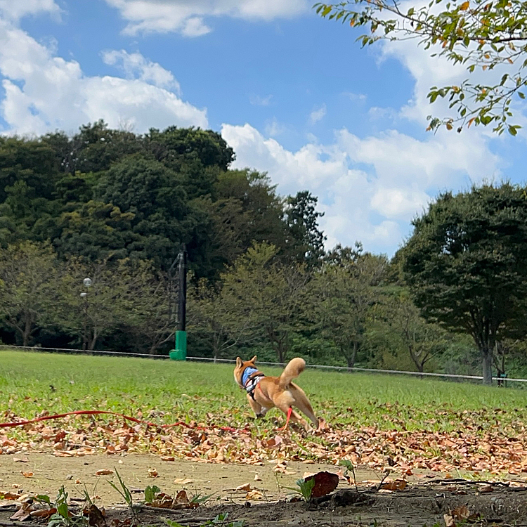 のんびり歩いたり、少し走ったり楽しかったみたいです😊