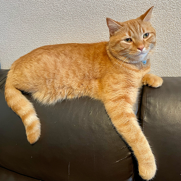 正確な腹時計が鳴った様で…
起きたけど寝起き過ぎる姿です🐈💦笑