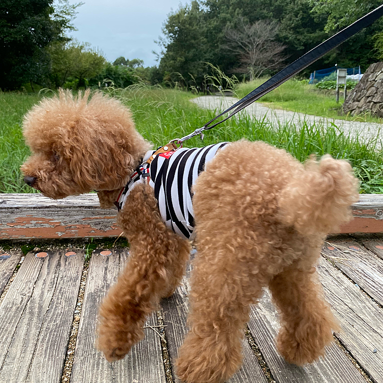 連休2日目、台風の影響はあまり無く少し風が強く蒸し暑かったです🥵
近くの里山にのんびり散歩🐾