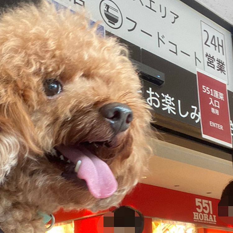 今日は朝から強風で飛来物などの危険も考えお散歩は休み🐾
なので先週の旅行の番外編551です😆
お土産購入する為に高速乗って最初のSAへ🚗
すると551を買う行列が👀