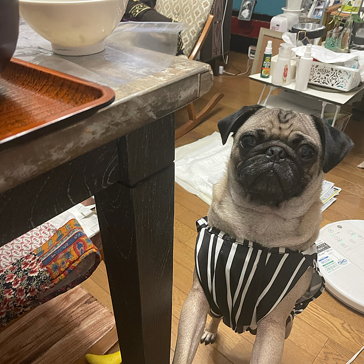 皆さま台風🌬💨気をつけてください🐶
