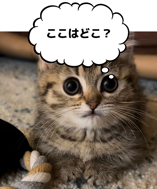 まだうちに来たばっかりで緊張してます…😷