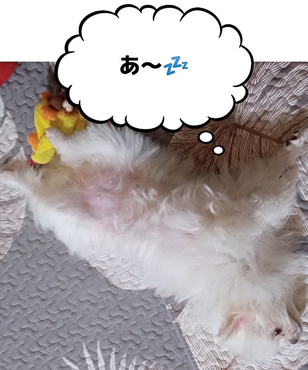 お家の中は安心