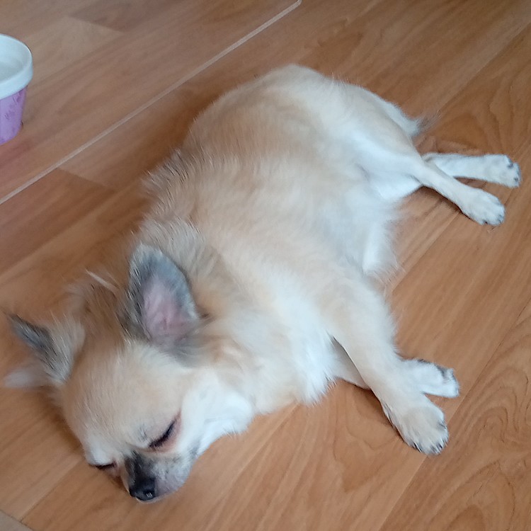 ムーンちゃんがおちていました