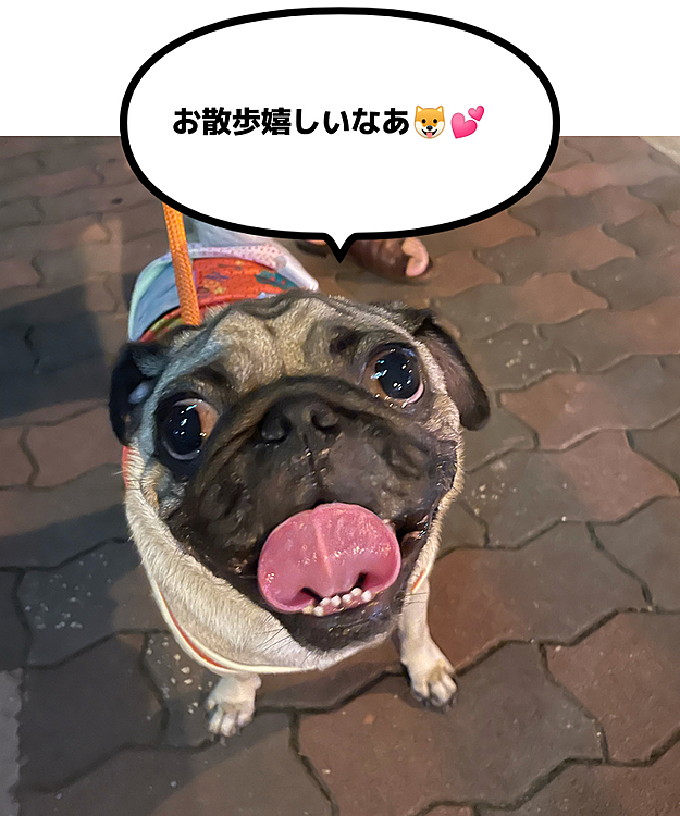 マイルス🐶の投稿