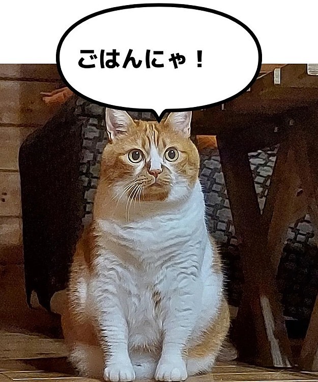 ごはんには鋭く反応するしづえです😆