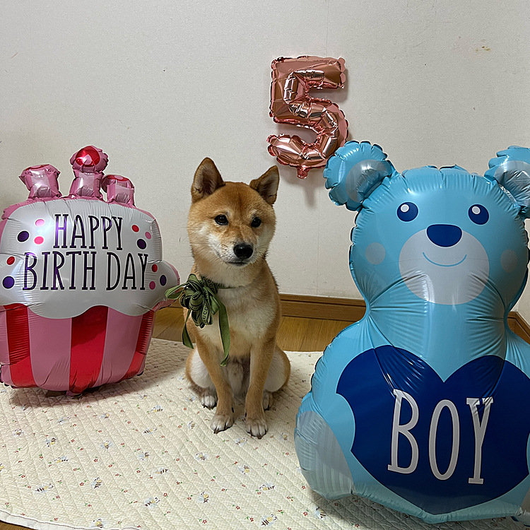2022.09.25(日)
今日は櫂の5歳のお誕生日です🎂🎉🎊
全然にっこりしてくれない…😅