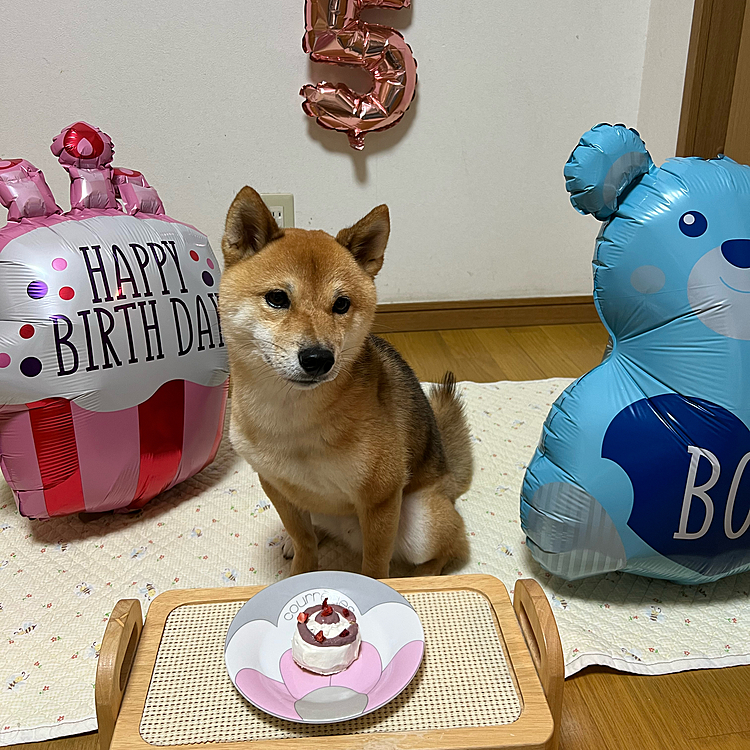 ケーキは手作り😅
見栄えは悪いけど櫂の好きなものばかり🍠🍓
あげようとしたらキュンキュンないて食べたがって、ペロリと食べてくれたのでよかったです☺️