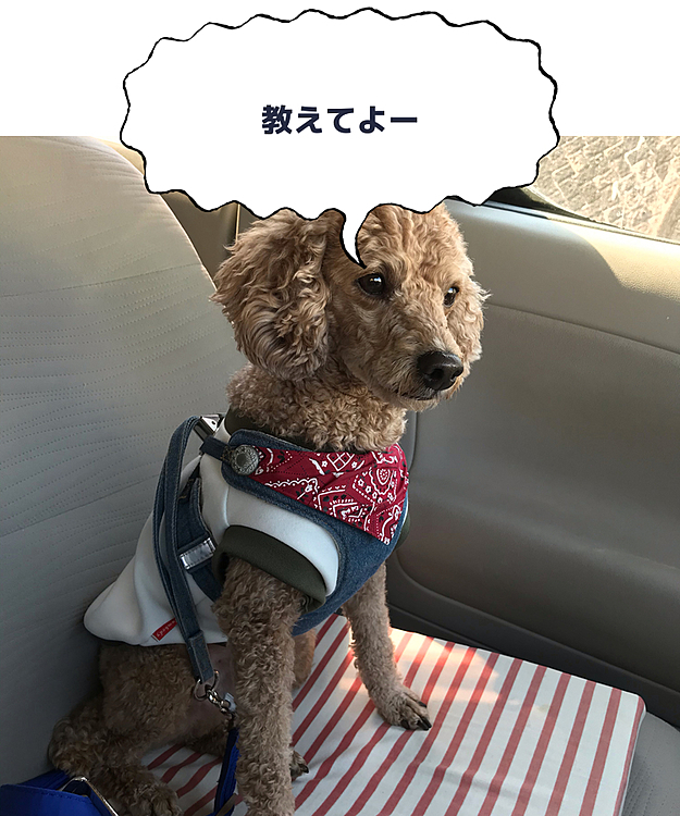 実家に着いたら、ばぁばに愛想振りまいてヨシヨシをおねだりして、天気がいいので外に出したのに、母ちゃんは家の中にいるから、すぐに入ってくるアラシ😂外で走ってきなさいよ⤴️